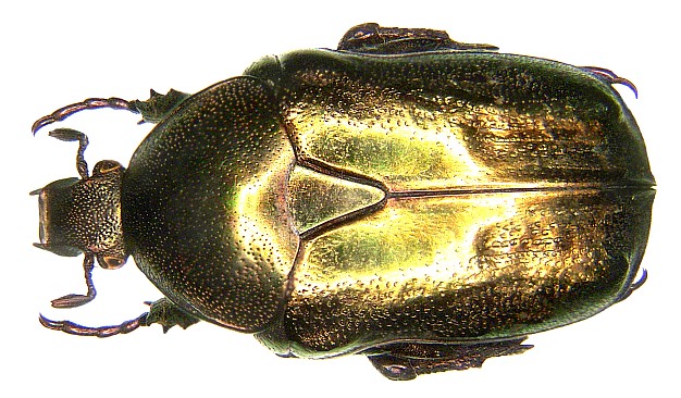 Protaetia fieberi
