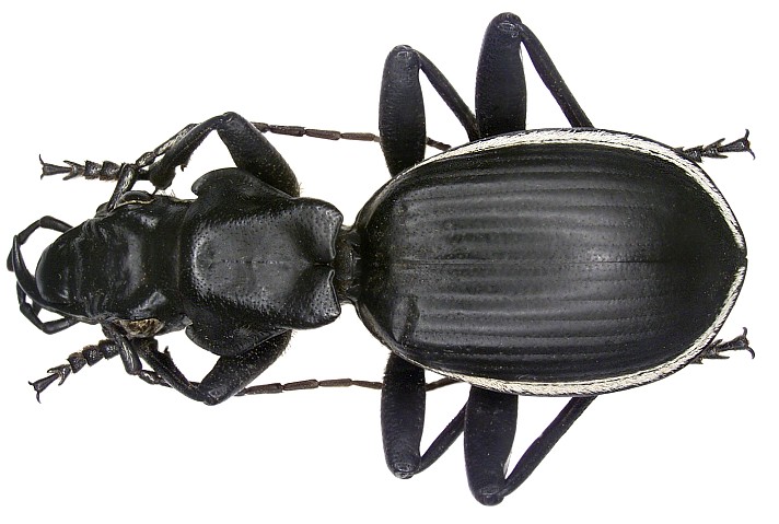 Anthia cinctipennis