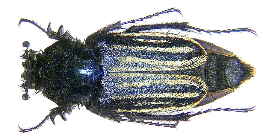 Eulasia vittata
