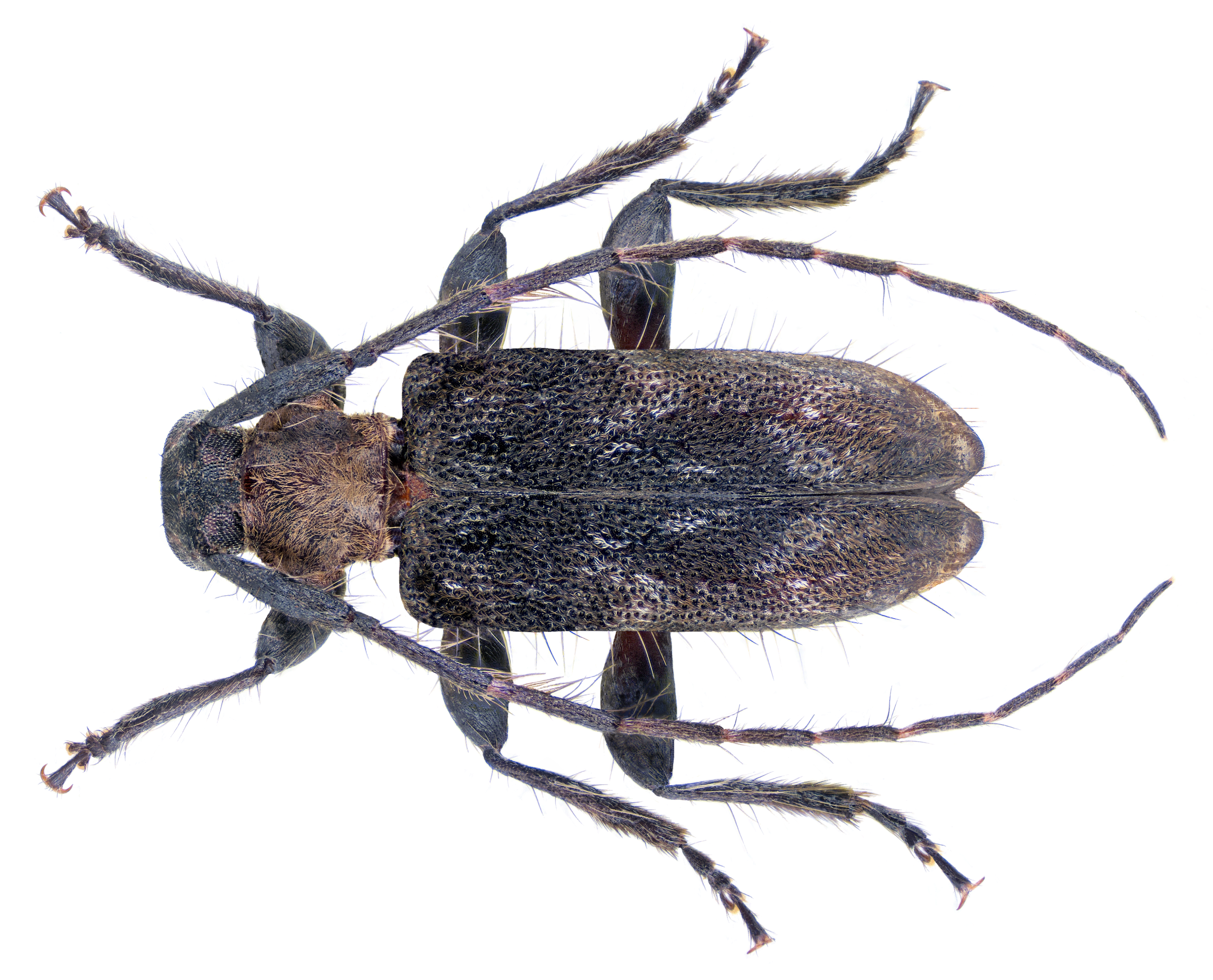 Exocentrus ruficollis 2