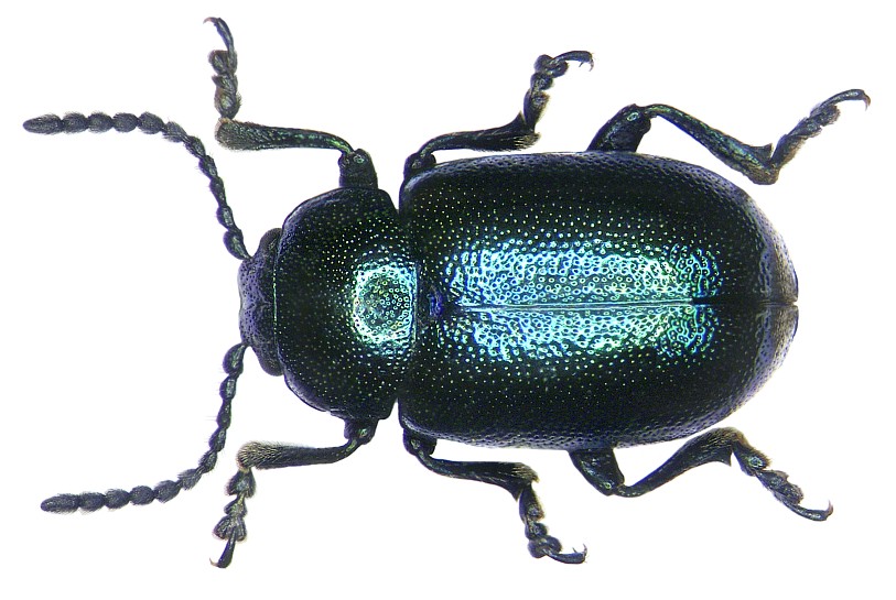 Gastrophysa viridula