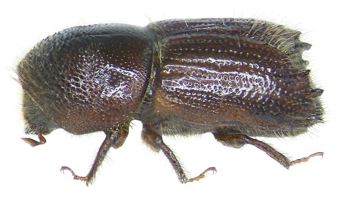 Ips typographus