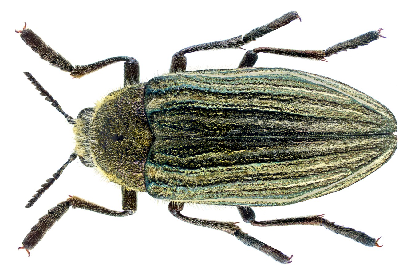 Julodis andreae