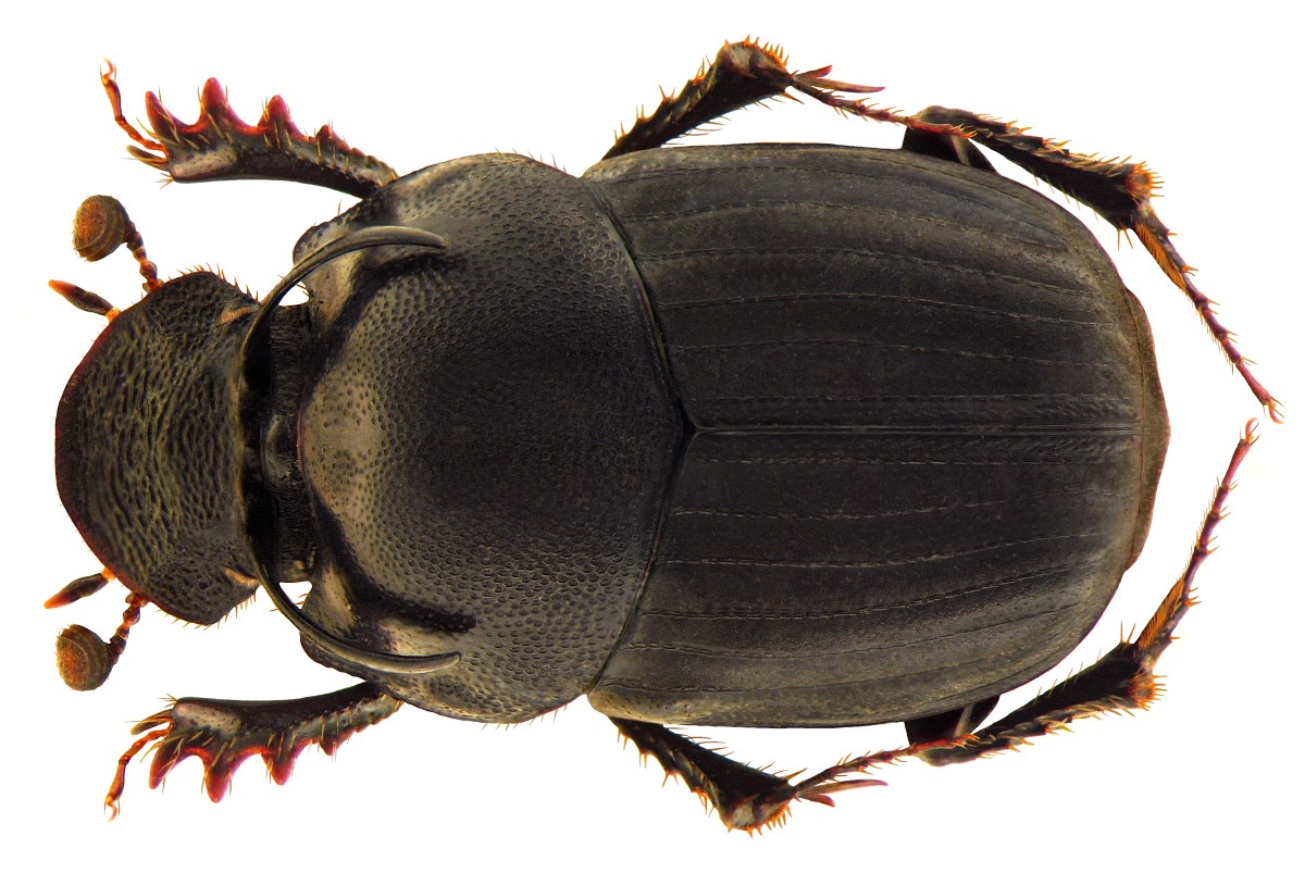 Onthophagus Gazella