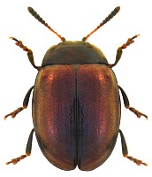 Chrysomelinae