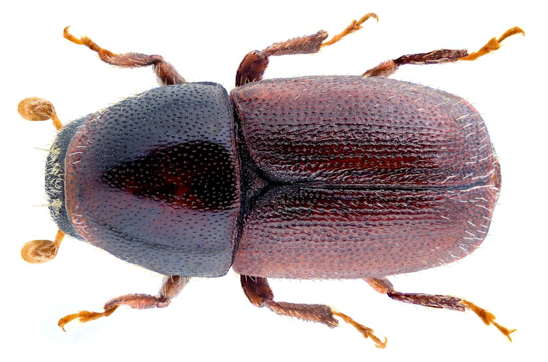Scolytus Intricatus Scolytus Intricatus